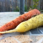 Just pulled from the garden yellow Amarillo Carrot and Danvers carrot